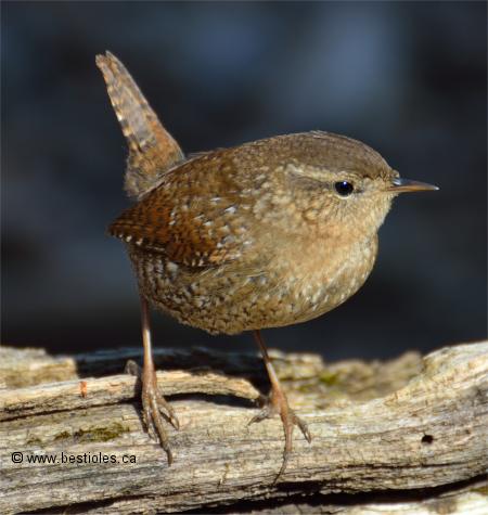 Photo d'un troglodyte des forets