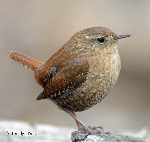 Photo d'oiseau de la famille des troglodytidés (troglodite des forets)