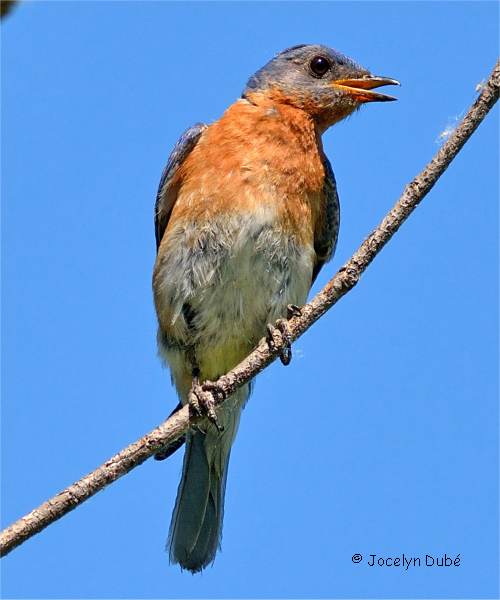 Oiseau de la famille des Turdid�s (Merlebleu)
