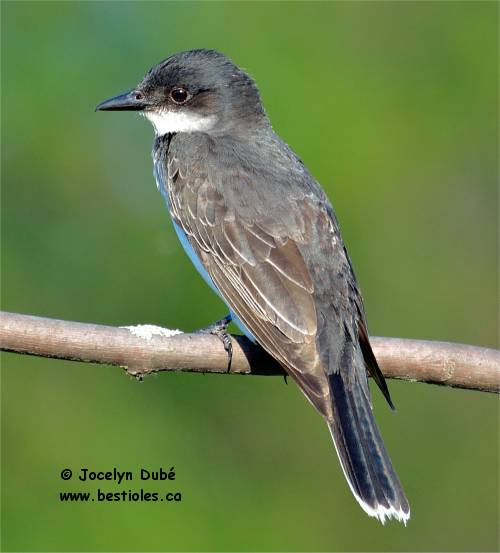 Le tyran tritri - Tyrannus tyrannus