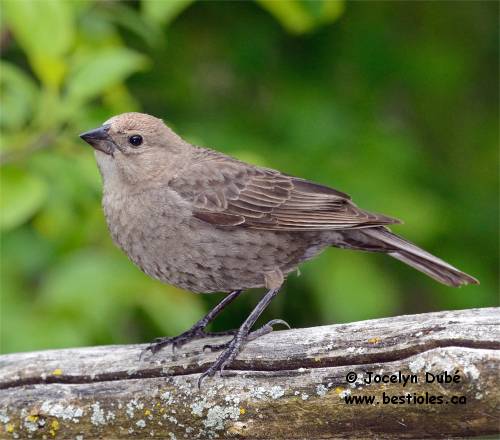 Vacher � t�te brune femelle