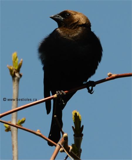 Photo d'un vacher � t�te brune m�le