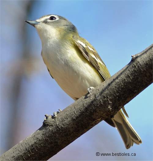 Photographie de vir�o � t�te bleue