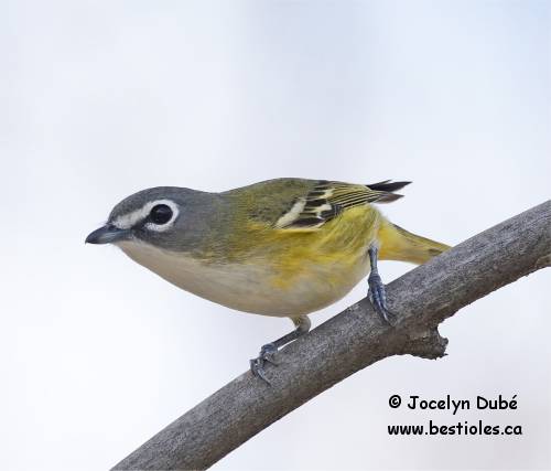 Vir�o � t�te bleue