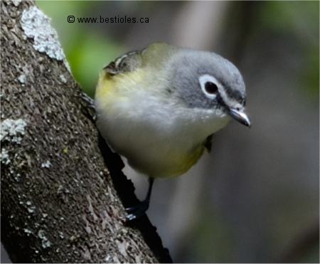 Photo d'un vir�o � t�te bleue
