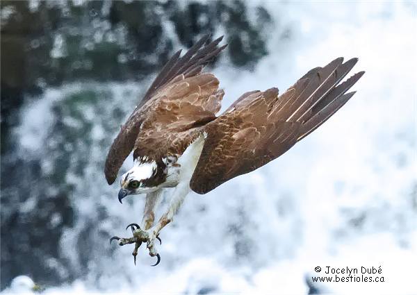 Photo d'un balbuzard p�cheur qui plonge sur une proie