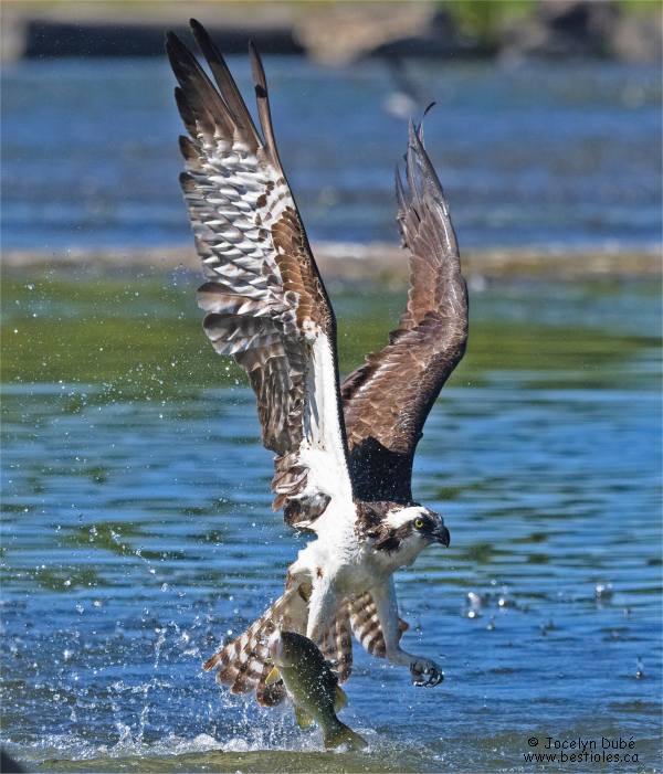 Photo d'un balbuzard p�cheur qui a captur� sa proie