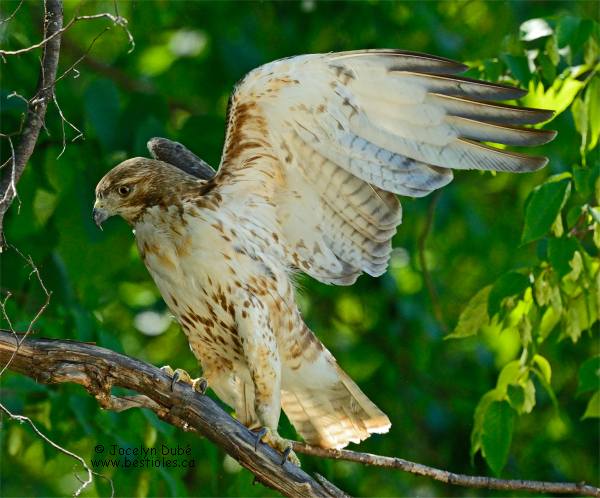 Photo d'une buse � queue rousse immature sur une branche