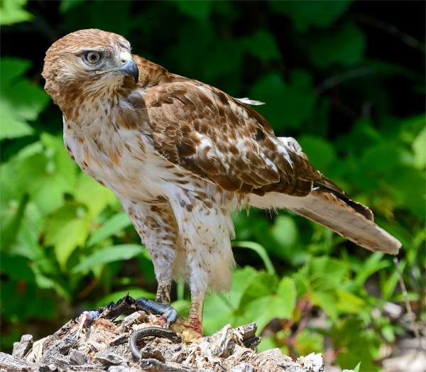 Photo d'une buse � queue rousse qui a captur� une couleuvre