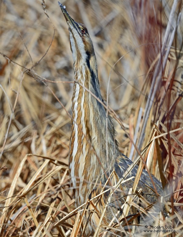 Photo d'un butor d'Am�rique qui s'�tire pour se camoufler