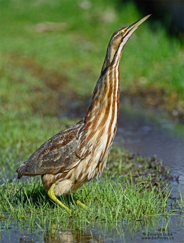 Photo d'un butor d'Am�rique vue de cot�