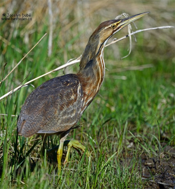 Photo d'un butor d'Am�rique vue de dos