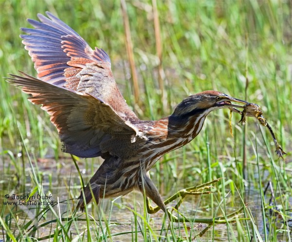 Photographie d'un butor d'Am�rique qui a captur� une proie