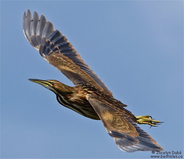 Photographie d'un butor d'Am�rique en vol