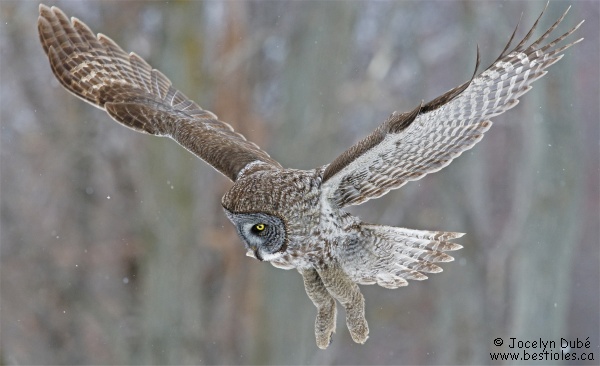 Photographie d'une chouette lapone qui chasse une proie
