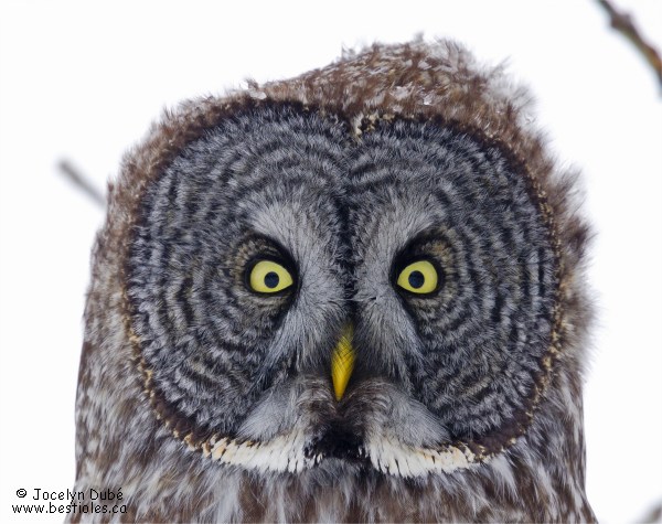 Photo du disque facial de la chouette lapone