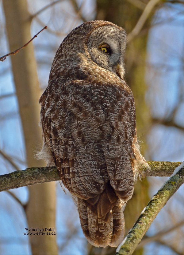 Photographie d'une chouette lapone vue de dos