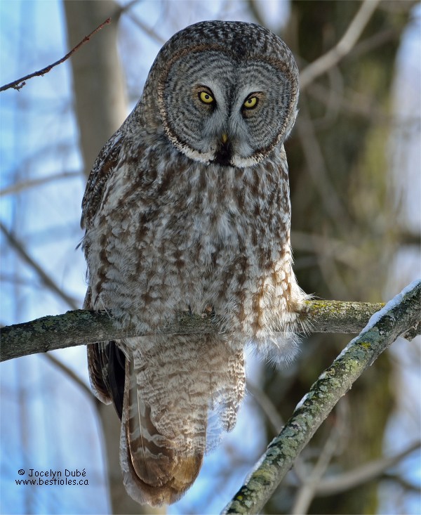 Photographie d'une chouette lapone