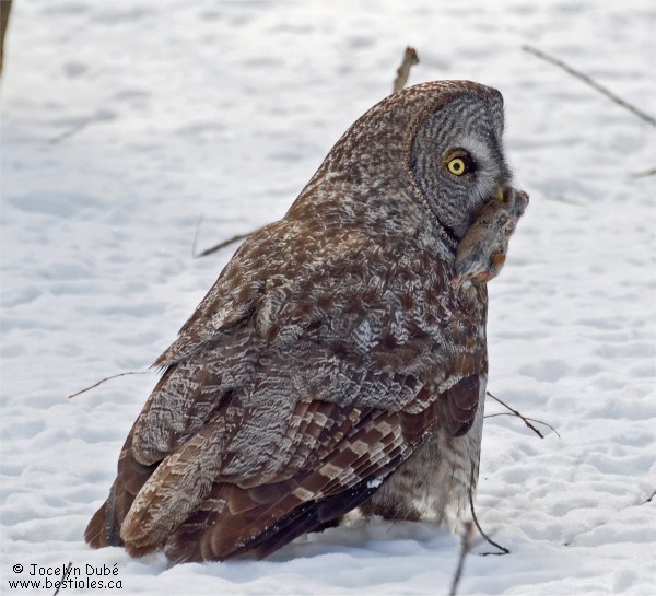 Photo d'une chouette lapone qui a captur� un campagnol