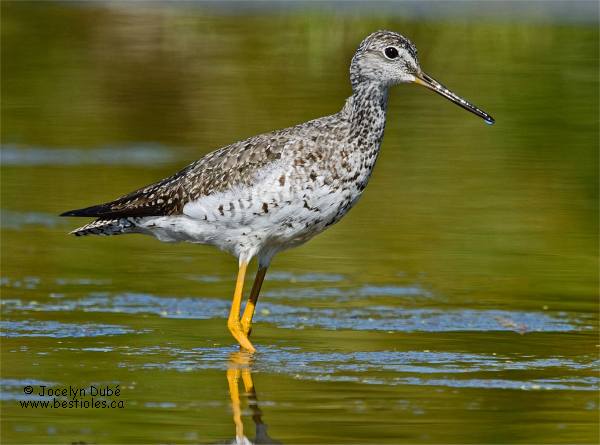 Photo d'un grand chevalier