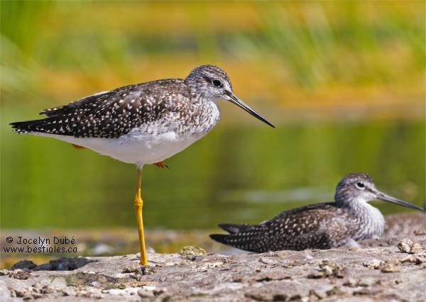 Photo de grand chevalier qui se repose