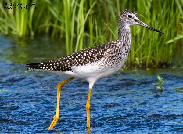 Grand chevalier photographi� � Ste-Martine