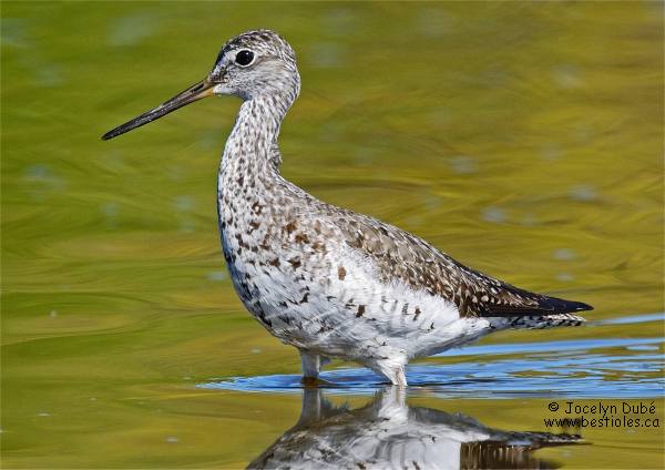 Photographie d'un grand chevalier