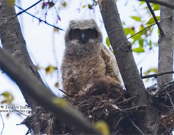 Photo d'un b�b� grand duc sur son nid