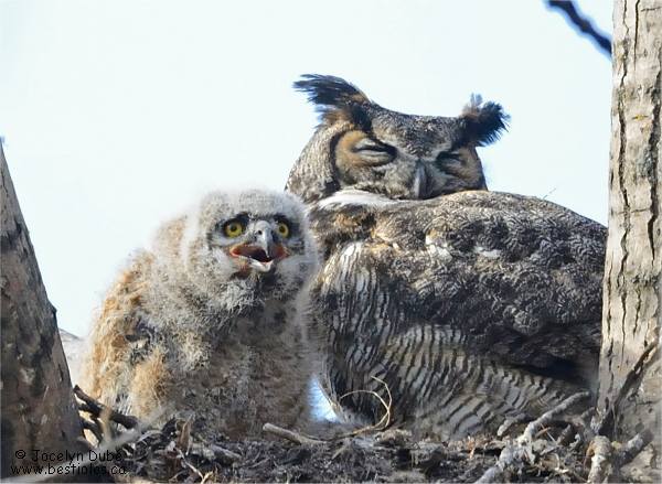 Photographie d'un grand duc femelle et son b�b�