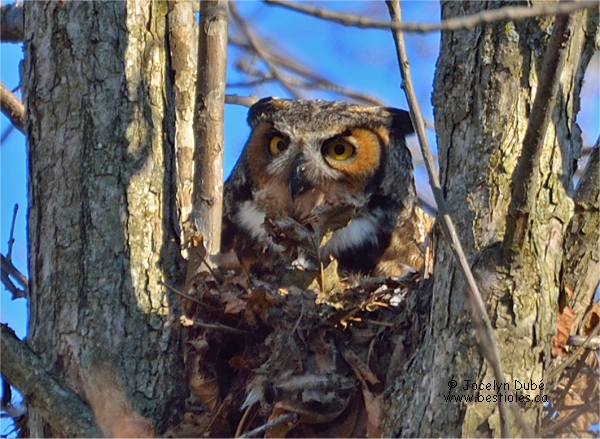 Photographie d'un grand duc femelle qui couve