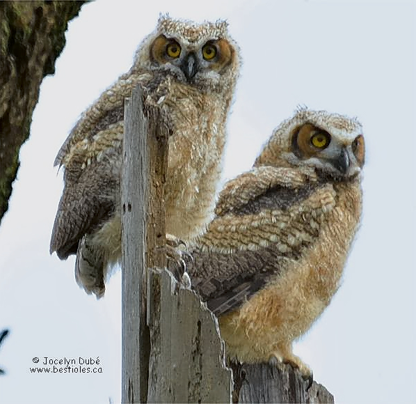 Photographie de grand duc immatures