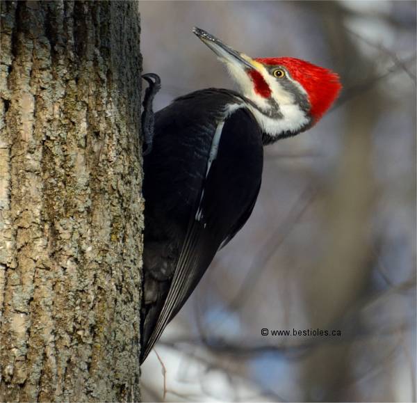 Photo d'un grand pic sur un arbre