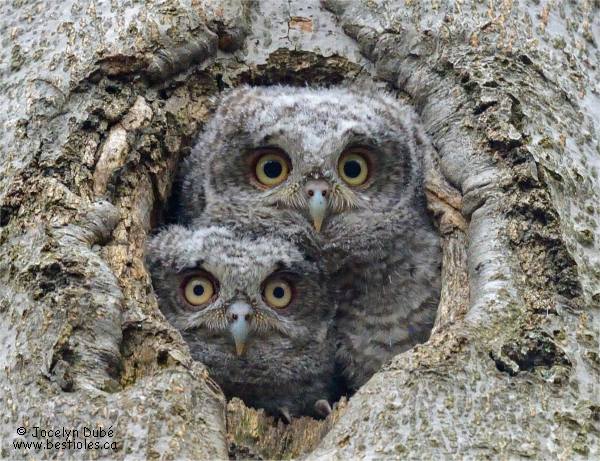 Photographie de bébés petits ducs maculés