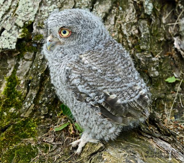 Photographie d'un petit duc maculé immature qui vient de sortir du nid