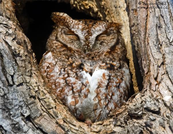 Photo de petit duc maculé adulte qui se repose