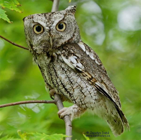 Photographie d'un petit duc maculé adulte sur une branche