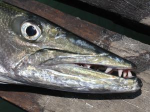 Photo des dents d'un barracuda