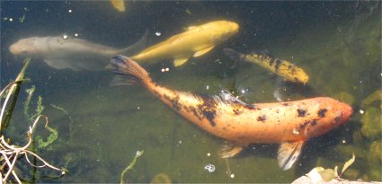 Photo de carpes Koi dans un étang