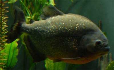 Photo d'un piranha � ventre rouge