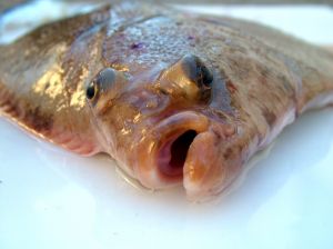 Photo de la t�te d'une plie