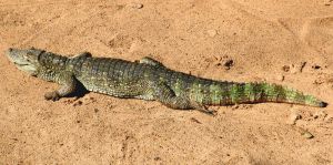 Image d'un petit alligator