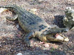 Photo d'un alligator