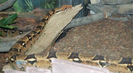 Photo d'un boa constricteur