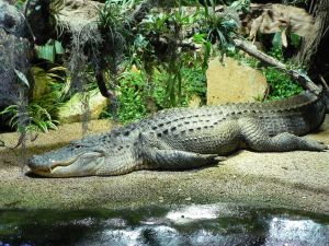 Photo d'un crocodile