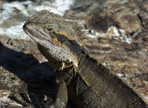 Photo de dragon d'eau
