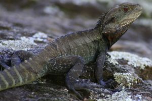 Photo d'un dragon d'eau
