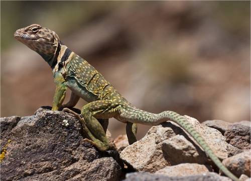 Photographie de lézard à collier