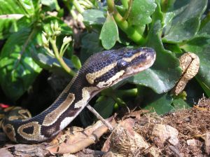 Photo de python royal
