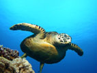 Photo de tortue aquatique