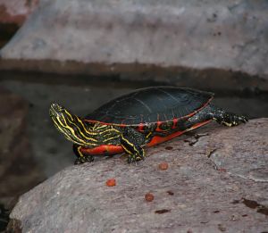 Photo de tortue d'eau